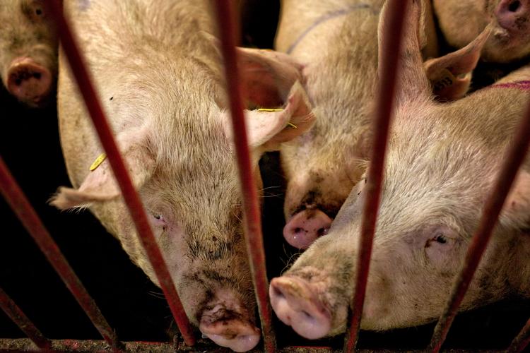 MEDICINERET. Der behandles fortsat i stor stil med antibiotika i de danske svinestalde, hvilket er en medvirkende årsag til, at svinebakterier bliver multiresistente og ikke kan behandles med almindelig antibiotika. 