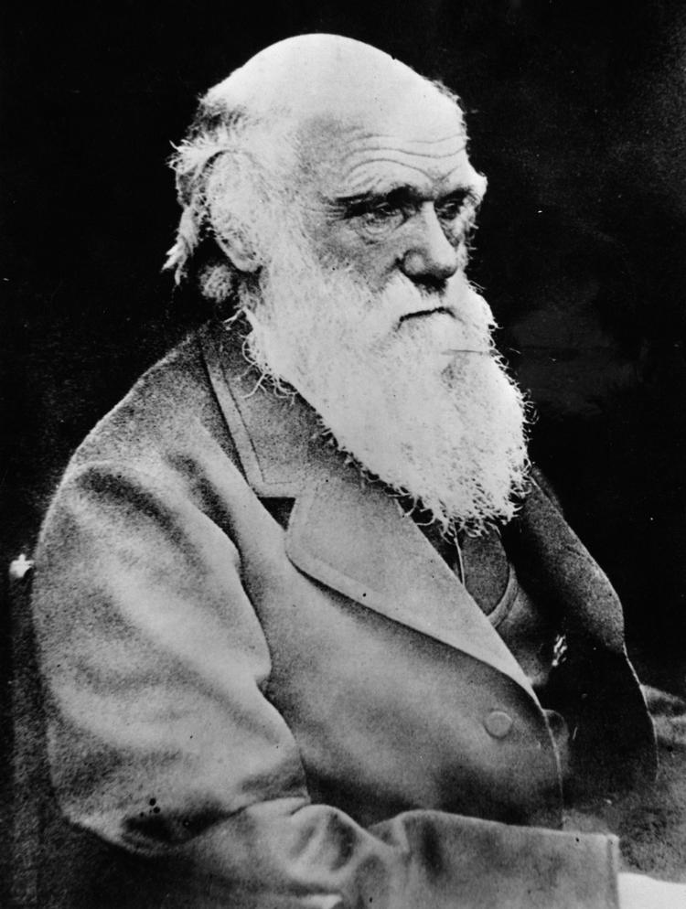 darwin. Med darwinarkivet.dk er det klassiske videnskabelige stof ikke længere kun tilgængeligt for en lukket kreds af forskere. Arkivfoto: AP 