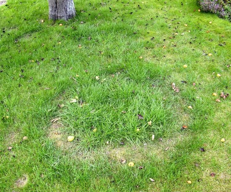 Svampe. Det er svampe i græsplanen der efterlader en såkaldt 'heksering'. 