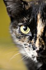 logisk? Sønderborg og Omegns Kattelaug er på listen over de organisationer, man kan støtte, og få fradrag i skat. Det samme er Against Malaria Foudation ikke. 