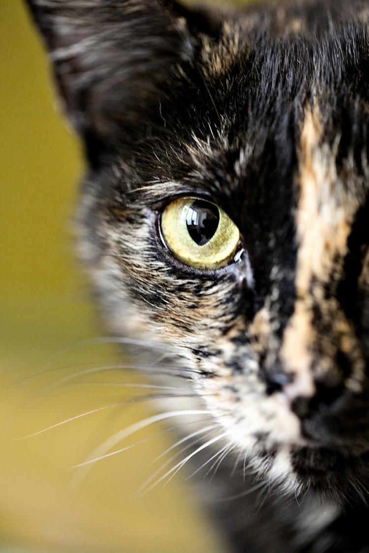 logisk? Sønderborg og Omegns Kattelaug er på listen over de organisationer, man kan støtte, og få fradrag i skat. Det samme er Against Malaria Foudation ikke. 