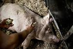 resistens. Det vides ikke, hvor mange besætninger der har svine-MRSA i Danmark. Buddene lyder på 40 til 80 procent. Arkivfoto: Joachim Adrian 
