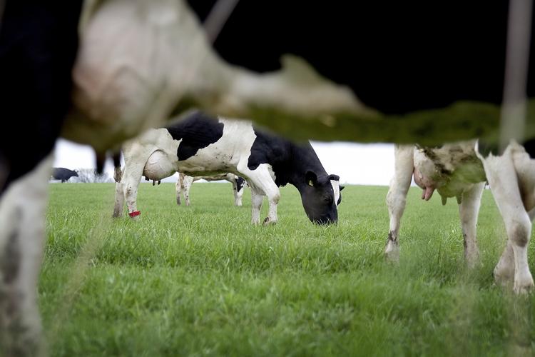DRÅBER. Mælk afregnes nu til rekordhøje priser hos Arla, blandt andet fordi den globale efterspørgsel er stor. (arkivfoto) 