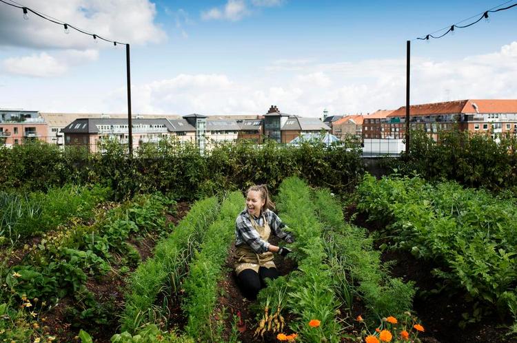 GRØN GLÆDE. »Det giver en anden fornemmelse i kroppen at komme op i højden«, synes Sofie Brincker, som har været med til at skabe tagfarmen på Østerbro. Foto: Line Ørnes Søndergaard 