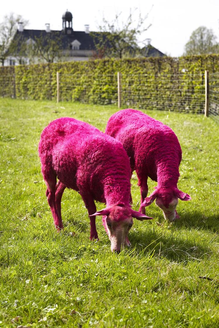 Pink. Henrik Plenge Jakobsens lyserøde får er del af udstillingen 'Secret Garden III', som for tiden kan ses i Gl. Holtegaards barokhave side om side med en masse anden dansk samtidskunst. 