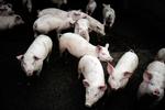 smittespredning. I år vil Økologisk Landsforening ikke lukke gæster ind i svinestalde og udendørs grisestier til weekendens høstmarked. Man frygter at gæsterne skal blive smittet med svine-MRSA. (Arkivfoto) 
