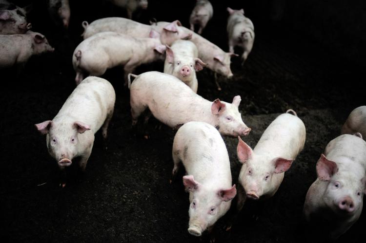 smittespredning. I år vil Økologisk Landsforening ikke lukke gæster ind i svinestalde og udendørs grisestier til weekendens høstmarked. Man frygter at gæsterne skal blive smittet med svine-MRSA. (Arkivfoto) 
