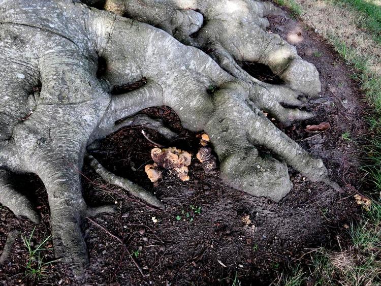 fodsvamp. Den gamle blodbøg har svampe ved roden, og de vil formentlig koste træet livet. Privatfoto 