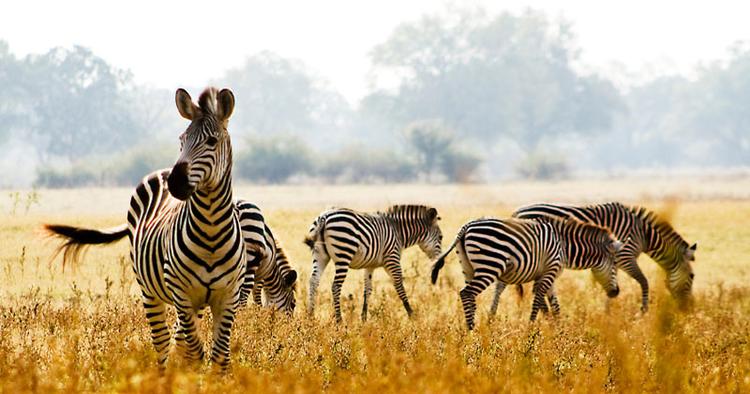 Tilbagetog. Sidste år indførte Zambia et forbud mod at skyde landets vilde dyr. Nu er forbuddet delvist ophævet. 