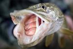 Fangst. Rovfisken gedde er den største danske ferskvandsfisk. Den når en  vægt på omkring 15 kilo og en længde på 130 centimeter. En udbredt metode til at fange rovfisken bliver nu forbudt. 