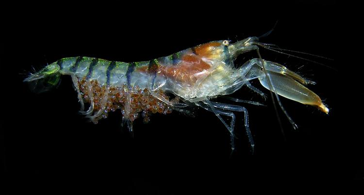 BANG. Pistolrejen laver lyd ved at lave en vandstråle med sin store klo. Vandstrålen har en hastighed på op til 100 kilometer i timen, og det skaber en luftboble i vandstrålens kølvand. Når den sprænger lyder der et brag, som er højere end et pistolskud. 