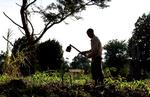 Praktisk. Økologimetoden har flere fordele for småbønderne i Uganda. Med flere afgrøder sammen kan f.eks. bønner fiksere kvælstof til majsplanter, ligesom de kan holde på noget af jorden ved vold som regn. 