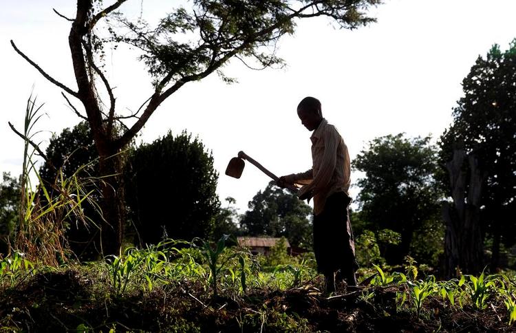 Praktisk. Økologimetoden har flere fordele for småbønderne i Uganda. Med flere afgrøder sammen kan f.eks. bønner fiksere kvælstof til majsplanter, ligesom de kan holde på noget af jorden ved vold som regn. 