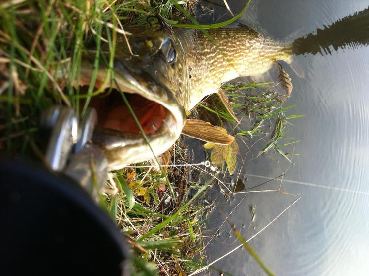 Fangst. Gedden er den største fisk i danske søer. Den kan blive 130 centimer lang og kan nå en vægt på omkring 15 kilo. 
