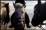 skuffet. En dyrepasserelev fik en islandsk hest i løn, men da hingsten  ikke som forventet var konkurrencedygtig gik hun til sin fagforening. 