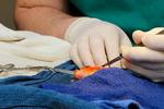 Bedøvet. Guldfisken George lå i fuld narkose i 45 minutter for at få fjernet en stor tumor, der sad oven på det australske fiskehoved. Under operationen fik George sprøjtet iltet vand gennem gællerne. 