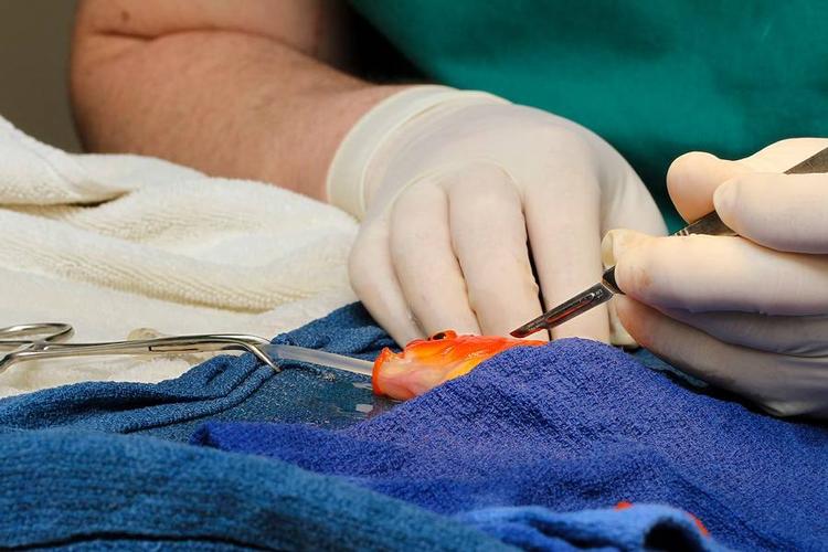 Bedøvet. Guldfisken George lå i fuld narkose i 45 minutter for at få fjernet en stor tumor, der sad oven på det australske fiskehoved. Under operationen fik George sprøjtet iltet vand gennem gællerne. 