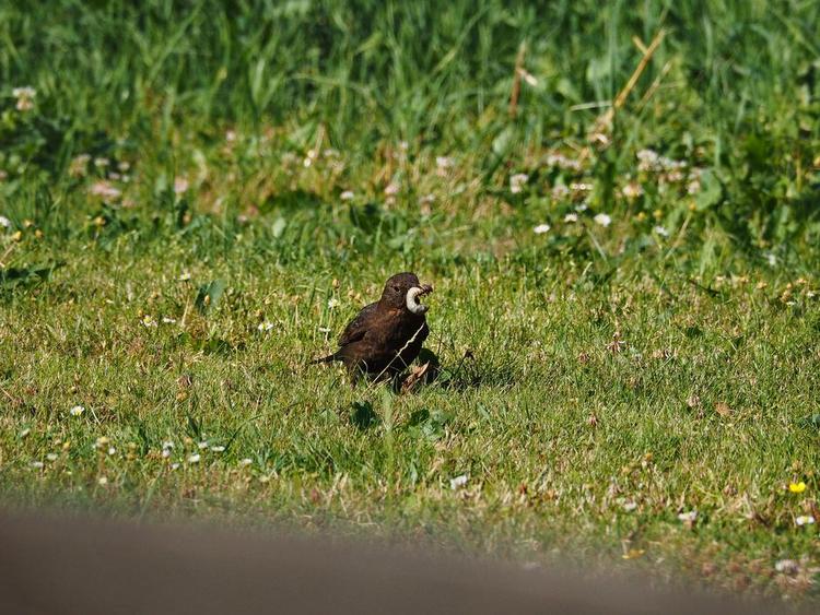 Skadedyrsbekæmper. Kragefugle, men også som her solsorte, gør stor nytte ved at æde løs af især stankelbenslarver, der æder græssets rødder. Privatfoto 