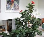 Frodighed. For 26 år siden var det en lille stueplante, købt for at fejre nyheden om, at spørgeren ventede sit 3. barn. Siden er den bare vokset og har sat masser af blomster. 