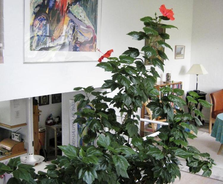 Frodighed. For 26 år siden var det en lille stueplante, købt for at fejre nyheden om, at spørgeren ventede sit 3. barn. Siden er den bare vokset og har sat masser af blomster. 