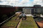 grøntsager. 'Urban gardening' blomstrer frem på byens tage. 
