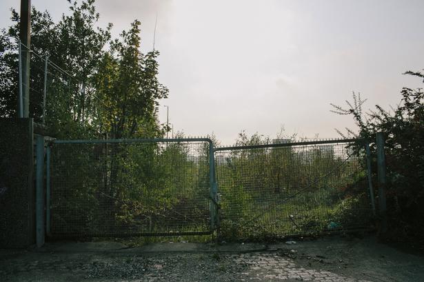 Enghave Brygge er temmelig forurenet. Men det hindrer ikke, at det meste er dækket af vilde planter. 