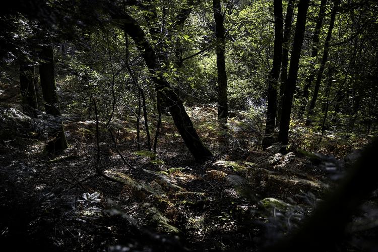 Efterårsjævndøgn. Om lidt er der flere mørke timer end lyse i døgnet. 