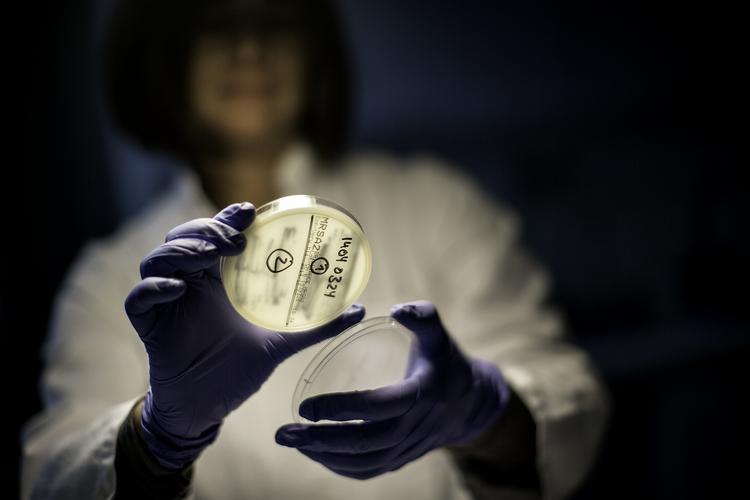 MRSA. DTU har testet svinekød fra 100 forskellige butikker i DK og 21procent havde bakterien MRSA. 