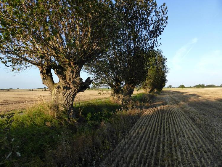 Skel. Gennem århundreder har danske forfædre markeret sogneskel og grænser mellem dit og mit med jord- eller stendiger som diget med popler her ved Stevns. Digerne fortæller dansk kulturhistorie, men i de senere år er dige efter dige pløjet op. Danmarks Naturfredningsforening klager nu til Kulturministeren over sagsgangen. 