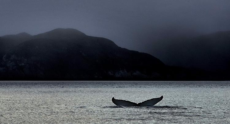 Truet. Lydeksplosionerne er farlige for områdets hvaler, hvoraf flere arter, herunder nordkaperen, er truede. Hvaler har en god hørelse, og høje lyde kan forvirre dem, splitte flokkene ad eller endda dræbe dem, siger Jon Burgwald, der er arktisk ansvarlig i Greenpeace 