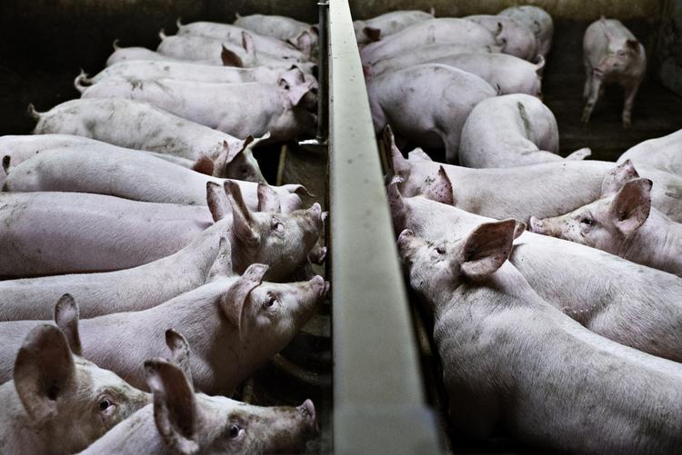 landbrug. Det er blandt andet Danmarks omfattende landbrugsproduktion, domineret af animalske produkter som svinekød, mælk og ost, der sætter et stort fodaftryk. 