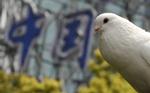 DUE. En due i Shanghai har fundet hvile. Denne due har - så vidt vides - ikke fået undersøgt sin mentale tilstand. 