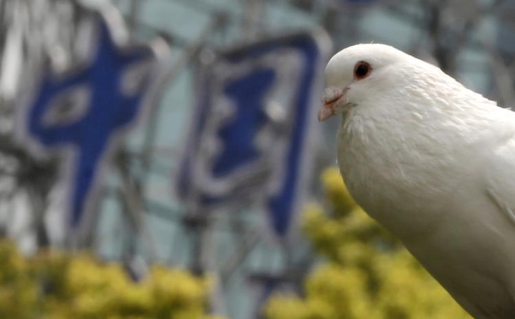 DUE. En due i Shanghai har fundet hvile. Denne due har - så vidt vides - ikke fået undersøgt sin mentale tilstand. 