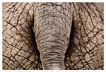 FÅ elefant bubandt