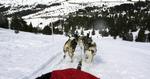 PISTEPAUSE. Lad et kobbel hunde trække dig af sted på en slædetur, eller tag en kælketur i en badering. Det er sjovt at hvirvle af sted, og så er det luksus at have en lift, når man skal kælke. 