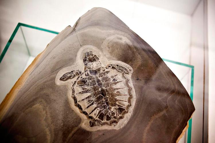 Danekræ. Naturligvis er der rift om en skildpadde som Luffe, verdens bedst bevarede fossile skildpadde. Men at Zoologisk Museum i København bemægtiger sig Luffe på Moler Museet på Mors' bekostning, det er utilstedeligt. Bagsiden Local er gået ind i sagen. 