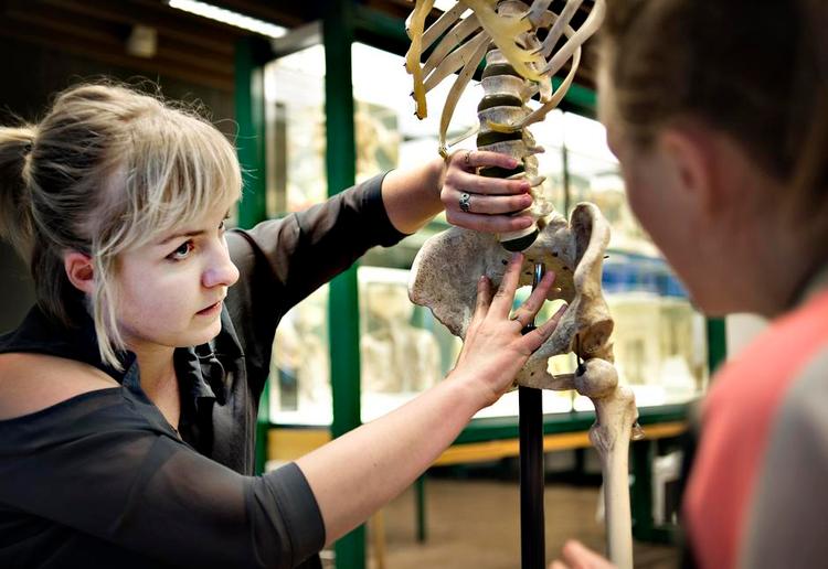 God nyhed. 21-årige Olivia Schou- Lorentzen går på 3. semester og er i gang med at øve mavemusklernes anatomi. Hun ser frem til, at der kommer mere arbejde til hende og hendes generation af læger. Foto: Marie Hald 