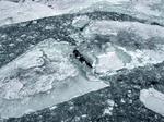 kulde. Der er mange eksempler på varmblodede dyr, der kan skrue ned for stofskiftet og træde ind i en dvaletilstand, hvor den eneste kilde til energi er dyrets egne fedtdepoter. 