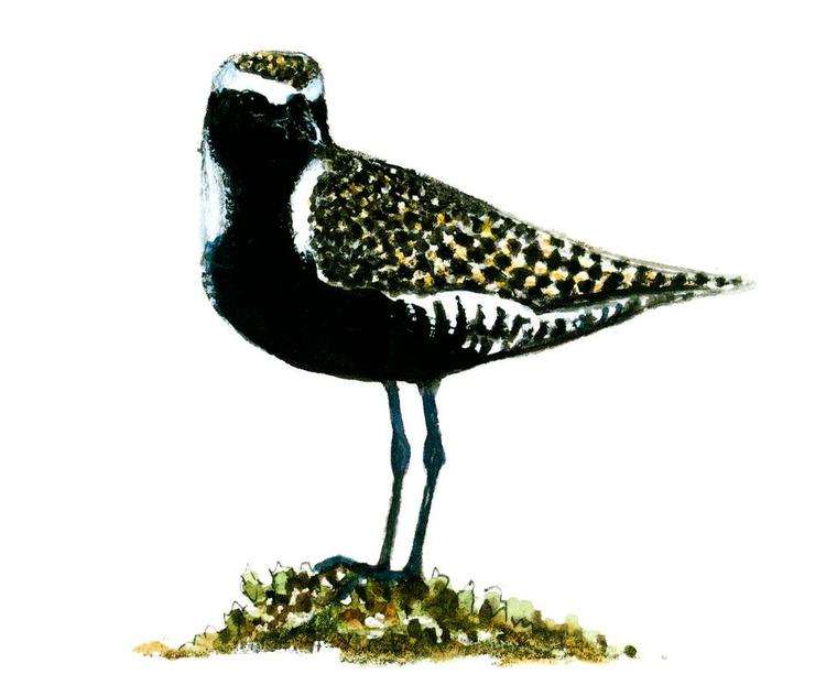 Sibirisk hjejle. Jens Gregersens talent for at tegne og male har været kendt længe, især i fuglekredse, for han hører til den lille flok, som har tegnet fugle altid. 