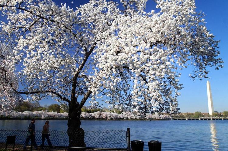 Prisfald. Islandske WOW Air lover billige flybilletter til Boston og Washington fra foråret. Til den tid står kirsebærtræerne i blomst. 