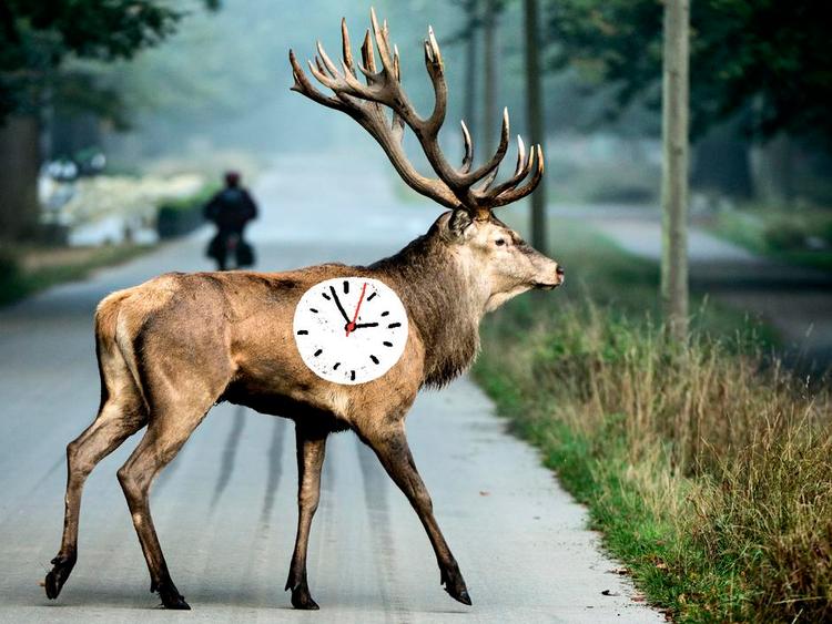 Normaltid. Når du trafikdræber en hjort, er det nok tid til at stille uret. Foto: Lars Krabbe, tegning: Philip Ytournel 