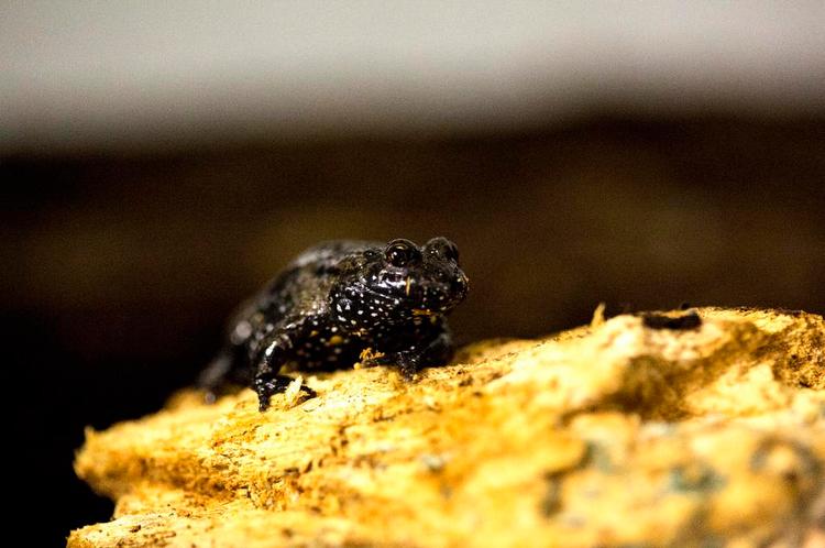 Faldende. Både det intensive danske landbrug og oversvømmelser på grund af klimaforandringer truer klokkefrøens vandhuller. 