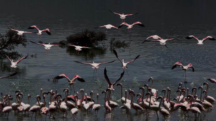 Dyreliv. De vilde flamingoer i Afrika er truet af udryddelse. 