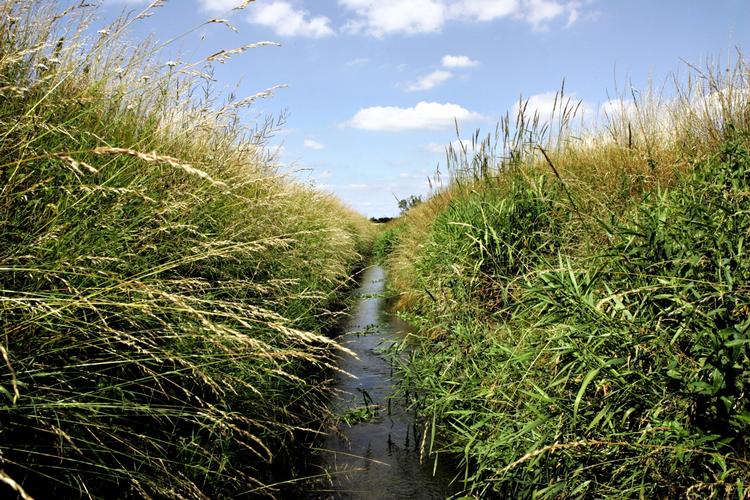 Hensyn. De udskældte randzoner langs søer og vandløb har længe været et internt problembarn i S. 