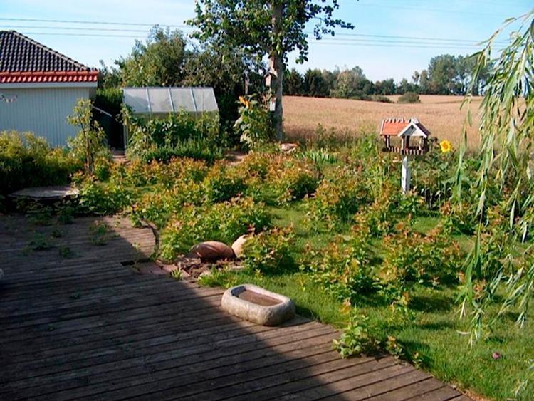 rodskud. En bævreasp blev fældet, og efter 12 dages ferie så haven sådan ud – masser af rodskud op til 15 meter fra stubben. 