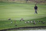 BIRDIE. Golfspillerne vælter rundt i fugleudtryk, når de laver birdies og eagles, men amerikaneren Kevin Stadler mødte også en del ænder på sin anden runde i 73 slag i Shanghai i dag. 