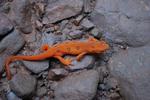Eastern red-spotted newt