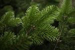 juleindkøb. Man kan ikke granske grantræet i forvejen, når man køber sit juletræ på nettet. Derfor tilbyder Bilka.dk at bytte juletræet, hvis man ikke er tilfreds med købet. 
