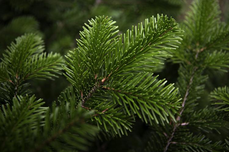juleindkøb. Man kan ikke granske grantræet i forvejen, når man køber sit juletræ på nettet. Derfor tilbyder Bilka.dk at bytte juletræet, hvis man ikke er tilfreds med købet. 
