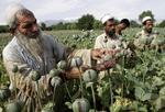 Landbrug. Afghanske landmænd høster opiumsvalmuer i et område tæt på Jalalabad. Trods indsatsen for at  begrænse produktionen er den større end nogensinde. 